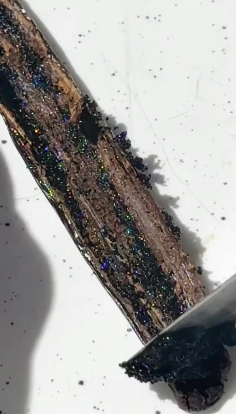 A vanilla bean pod sliced open with the black vanilla seeds being scraped out with a knife